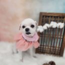 복이네도그살롱 이미지