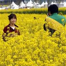 유채꽃향기처럼 이미지