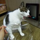 기미상궁 이미지