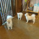 방울이네 펫살롱 이미지