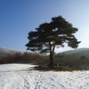 1월26일(토) 제185차 정기산행 강원도 횡성 대미산(1234m), 청태산(1200m)눈꽃산행 이미지