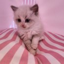 도그마루 강아지 고양이 천안아산점 이미지