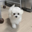 더멍멍 충주점 이미지