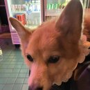 그냥,점례 이미지