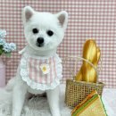 도그마 펫살롱 이미지