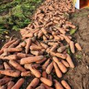 양호농장 이미지