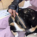 마곡 고양이 미용 호텔 | 강서구고양이미용 마곡고양이목욕 고양이호텔 &#39;심쿵하냥 고양이미용&amp;호텔&#39;