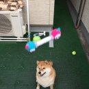 놀자 Daum카페