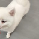 조이풀독 이미지