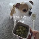 어덜트헬스케어 | 도거박스 :: 건강하고 안전한 강아지 화식 사료토핑으로 딱♥︎ 다봉이 최애 식사시간