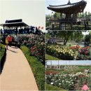 2016 곡성장미축제 후기와 축제를 즐기는 꿀팁