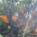 효성농장 이미지