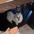 [강남삼성] 워터파크 가기 전 필수!! ‘메리왁싱’ / 꼼꼼한 시술 / 별로 안 아팠음 / 사장님 계속 말...
