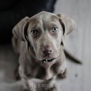 피플앤퍼피