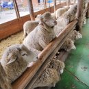 가평군청 (지하1층) | 강릉여행 2박3일 1일차 11월1일(용평발왕산케이블카/대관령양떼목장/방림메밀막국수/갤러리밥스/카페...