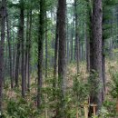 용인자연휴양림 이미지