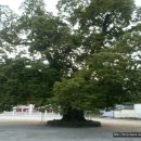 소호보건진료소 이미지