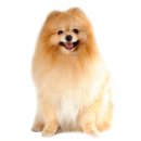 퍼스트독앤캣 이미지