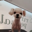 리리네 펫살롱 이미지