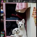 한국자격총연합