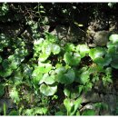 제주하늘바람 이미지