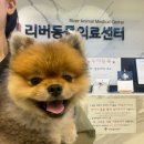 견생냥품 무인24시 세종대평동점 | 슬개골탈구부터 양측슬개골수술/회복 7일차까지(세종 리버동물병원 리버동물의료센터)