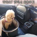 펫택시 | 카카오T 펫택시 하루에 2회 이용해본 후기 강아지유모차 지참 예약방법 탑승후기