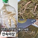 산속의 아침 | 어버이날 선물 부모님이 감동한 정품 산양삼 산속의삼 건강 선물