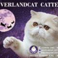 네버랜드 캣 캐터리 이미지