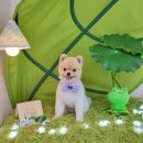 스마일댕 | 동탄애견미용 스마일댕 후기(혜택 총정리)