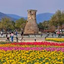 경주 첨성대 꽃단지 튤립 2025 경주 대릉원 돌담길 상생마켓
