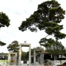 솔뫼성지 소나무 | 솔뫼성지