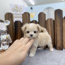 앙쥬펫 강아지분양 은평구점 이미지