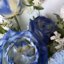 전하로 | 김해꽃집 추천! 파란장미 꽃다발이 감동이었던 우진꽃판매장 후기🌹