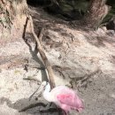 우주카월드 | 올랜도 여행⑤: 디즈니월드 정복 완료! 애니멀킹덤 아바타 &amp; 에프콧 가디언즈 프리미어패스 후기 Part.3