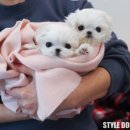 스타일독앤캣 강아지고양이 경기광주점 이미지