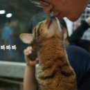 다락방고양이 이미지