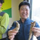 용문산산더덕