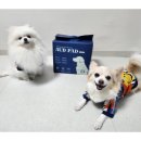 오드(AUD) | 오드(AUD) 배변패드 프리미엄 체험후기