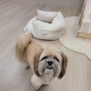 똥산강아지 네이버블로그