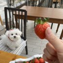 예슬농장 이미지