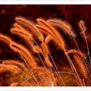 서정적인 이미지