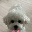 땡글하개 이미지