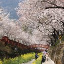 실리도경로당 | 창원 벚꽃 명소, 경화역 | 현실이 영화처럼 바뀌는 곳