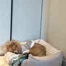 르끄 네이버블로그