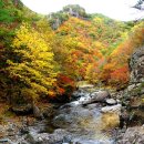 주왕산 주산지~ 절골의 화사한 단풍 따라 이미지