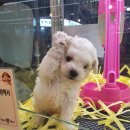 멍멍아 놀자 이미지