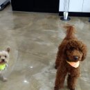 VIP동물의료센터 서초동작점 이미지