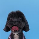 힐스 펫살롱 이미지