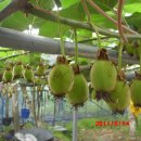 참다래농장 이미지